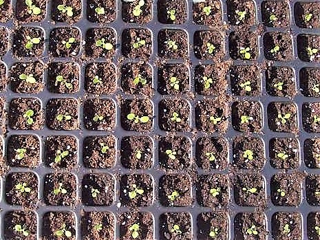 tabak-anzuchtplatte-77