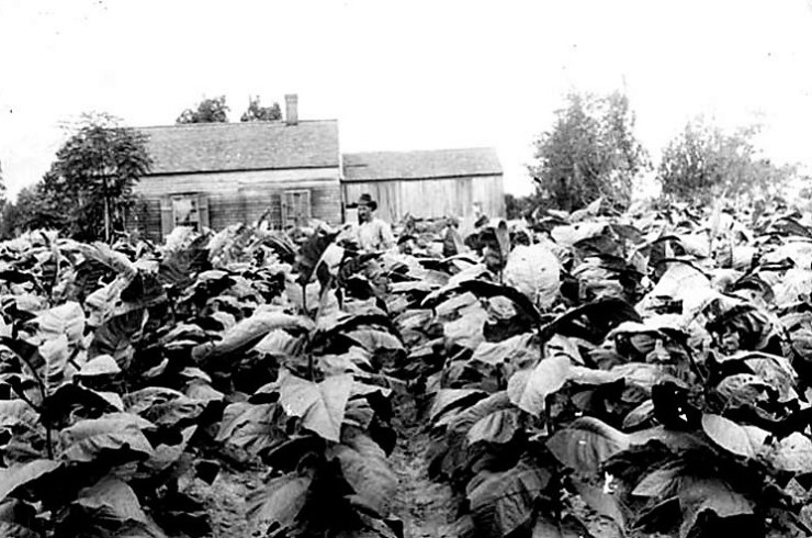 perique tobacco 1880's2