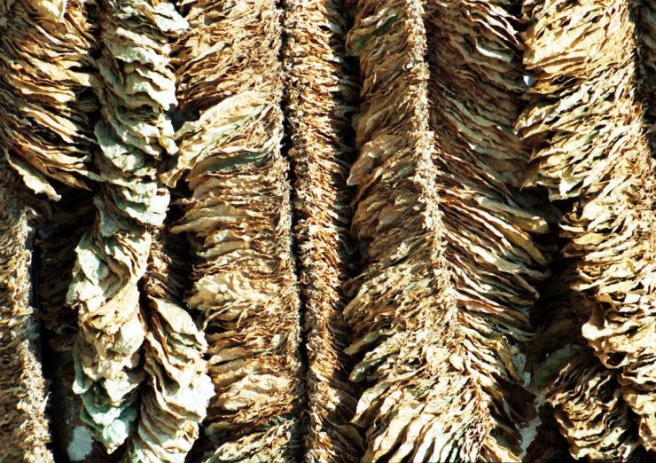 Basma-tobacco-drying