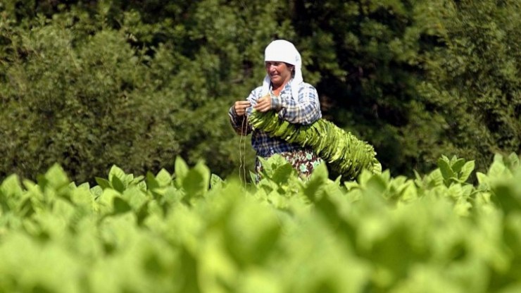 Tabakernte Bulgarien