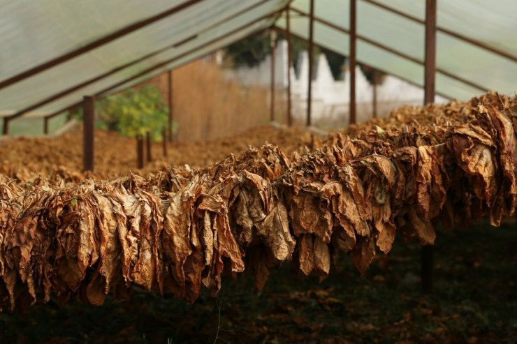 Tabaktrocknung Xanthi
